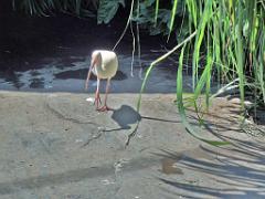 101PARC AUX OISEAUX DANS L AIN 2016 2_000041